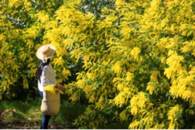 la Fête du Mimosa n’ouvrira pas la saison hivernale mais Mandelieu reste la Capitale du Mimosa !